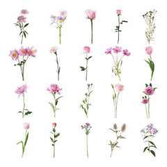 Close-up of pink tulip stickers