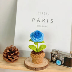 Succulent plant in decorative pot