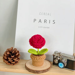 Stylish succulent indoor decoration