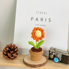 Realistic succulent potted plant front view