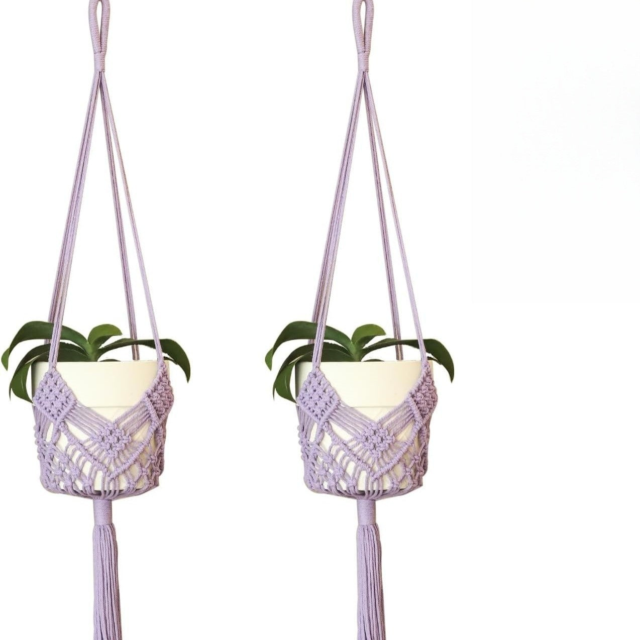 Hanging plant basket showcasing beautiful succulents
